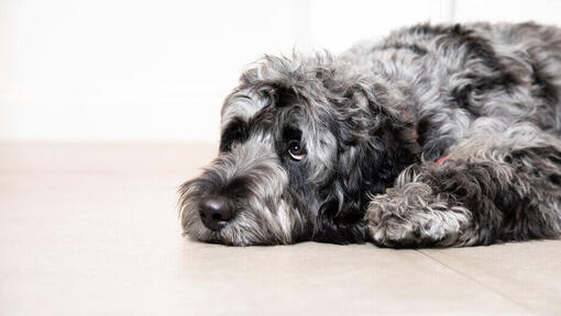 grey dog lying on floor