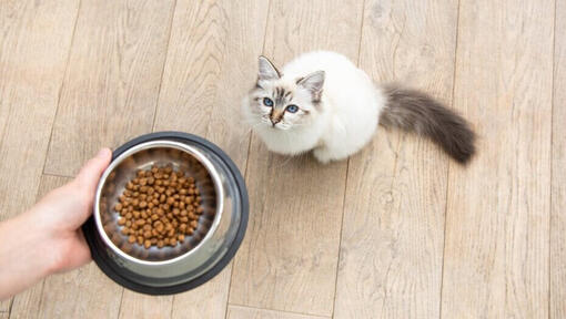 White cat waiting for its food