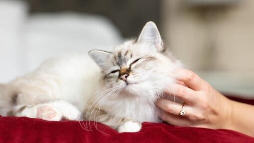  content cat being scratched by owner