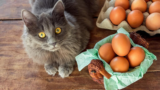 What Human Foods Can Cats Eat? | Purina