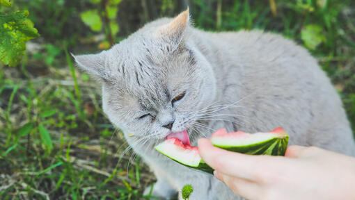 What Human Foods Can Cats Eat? | Purina What Human Foods Can Cats Eat? | Purina
