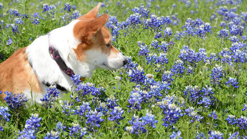 What To Do if Your Dog Is Stung by a Wasp