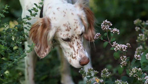 how do i know if my dog was stung by a bee