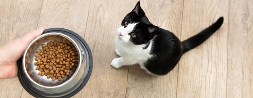 Cat staring up at bowl