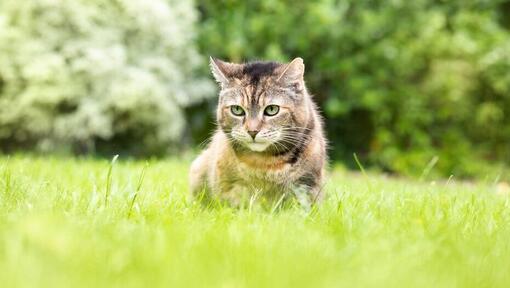 Why Do Cats Eat Grass? 3 Potential Reasons | Purina