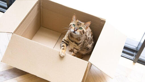 Revealed: Why Do Cats Like Boxes So Much? | Purina