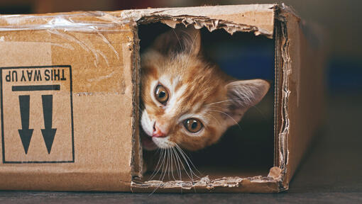 cats love boxes 5676798789879