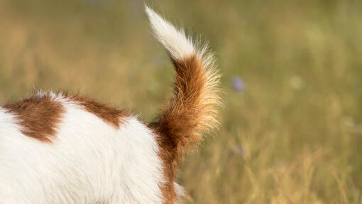 why do puppies chew their tails