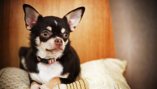 chihuahua sitting on a cushion