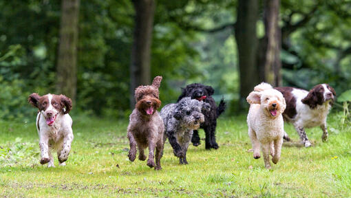 do dogs sneeze when they are happy