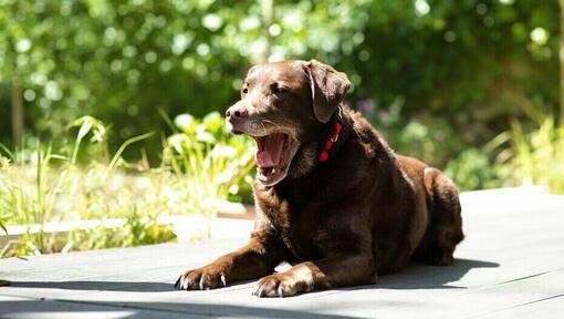 how do you treat a sneezing dog