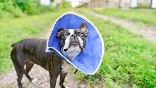 small dog head cone