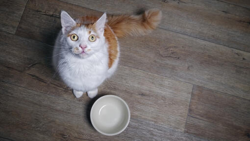 Why Is My Cat Always Hungry? Feeding Purina