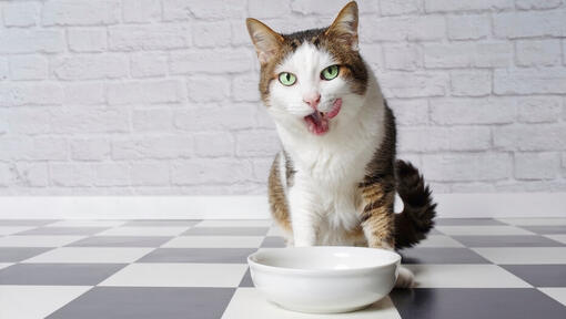 How Long Can Your Cat Go Without Eating? 
