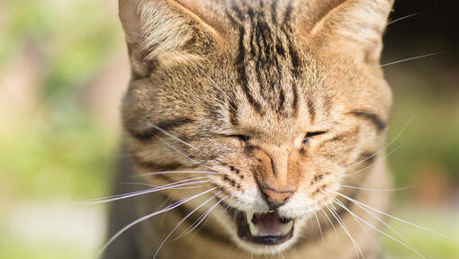 Cat sneezing