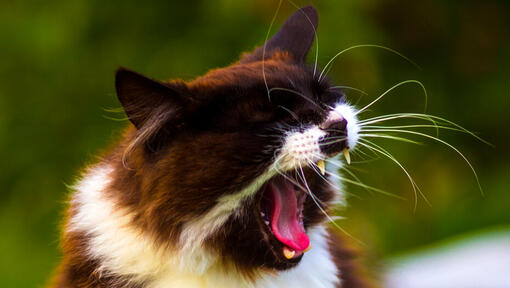 Cat Sneezing