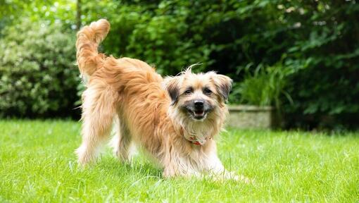 dog crouching with tail in the air