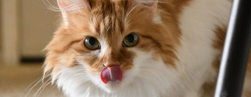 Ginger cat licking nose