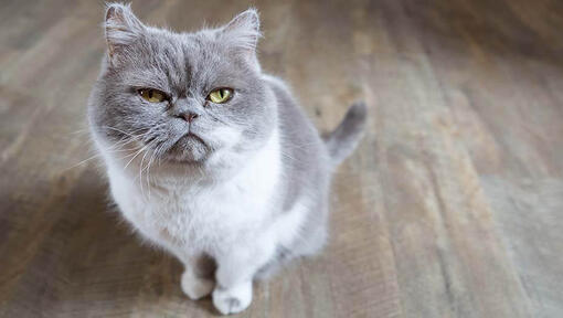 Grey grumpy cat sitting.