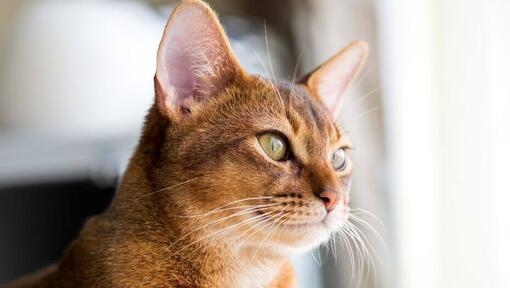 Abyssinian is watching at the window