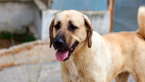 Anatolian Shepherd standing with open mouth
