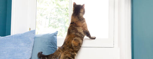 cat looking out of a window