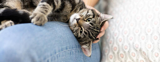 cat laying on owner's lap