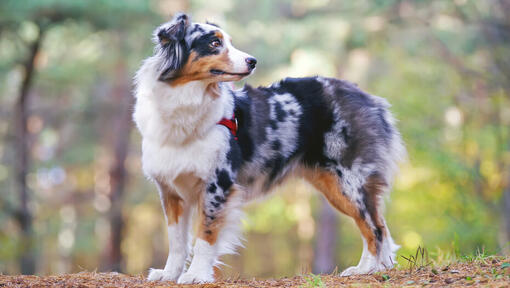 Australian Shepherd Dog Breed Information