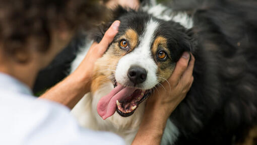 Australian Shepherd Dog Breed Information