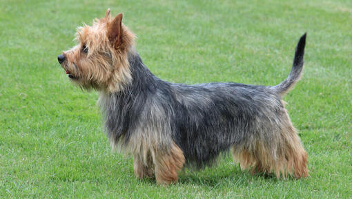 Australian Terrier standing on the grass