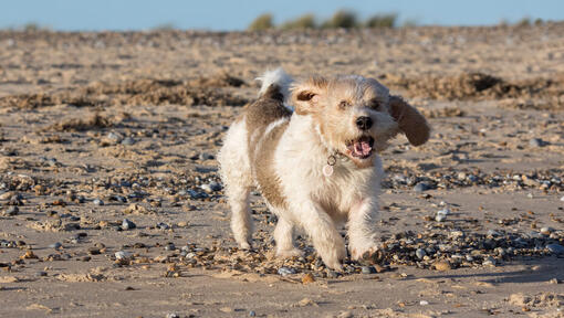Petit Basset Griffon Vendeen running