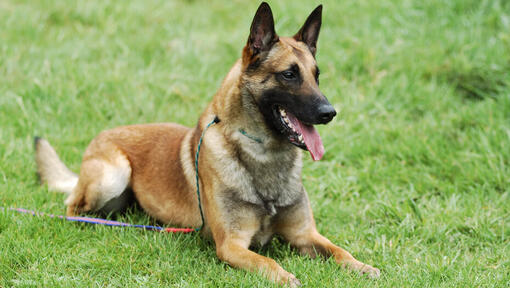 Belgian Shepherd Dog Malinois lying on the grass 