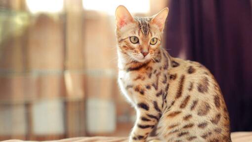 are bengal cats like dogs