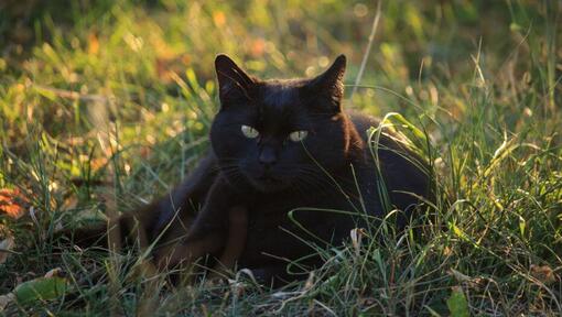 Bombay cat best sale dogs