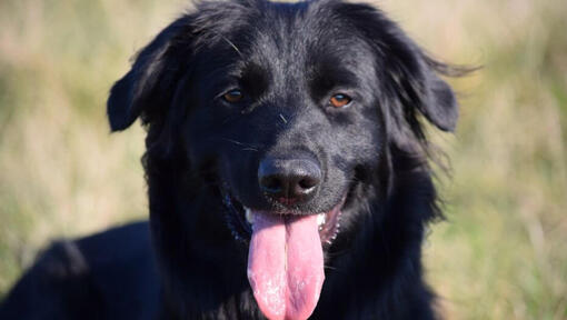 Black boradore smiling with tongue out.