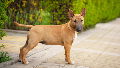 Terrier Dog Breed | Purina