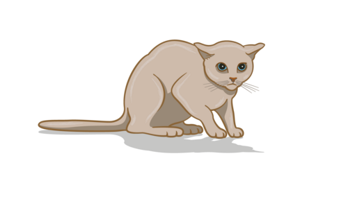 How to Calm an Angry Cat