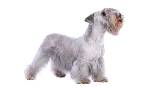 White Cesky Terrier standing