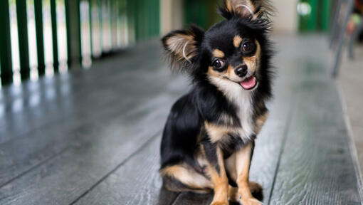 Long Coated Chihuahua sitting