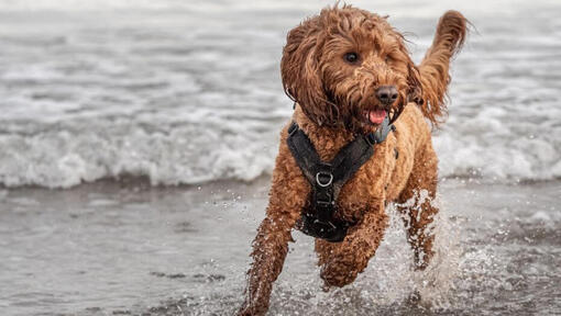 Dogs deals like cockapoo