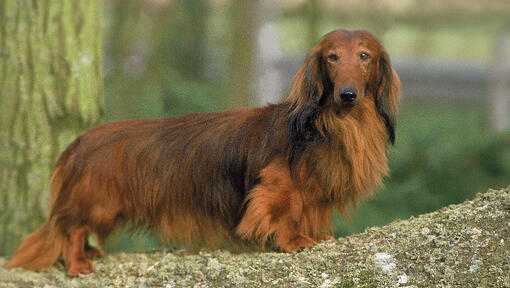 Long-haired dachshund standing in the park.