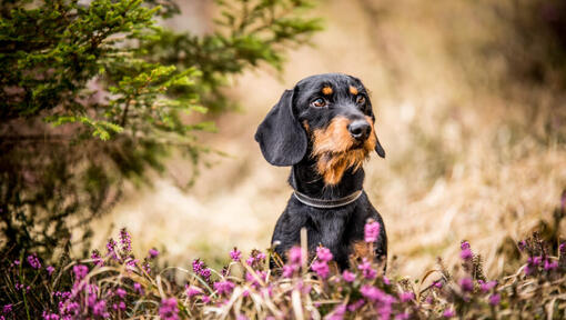 Miniature Wire-Haired Dachshund sitting in the flowers