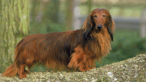 Dachshund (Long Haired) Dog Breed Information | Purina UK
