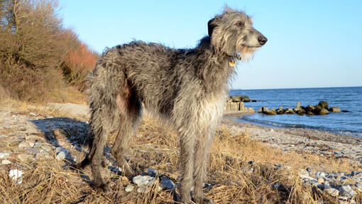 Deerhound breed best sale