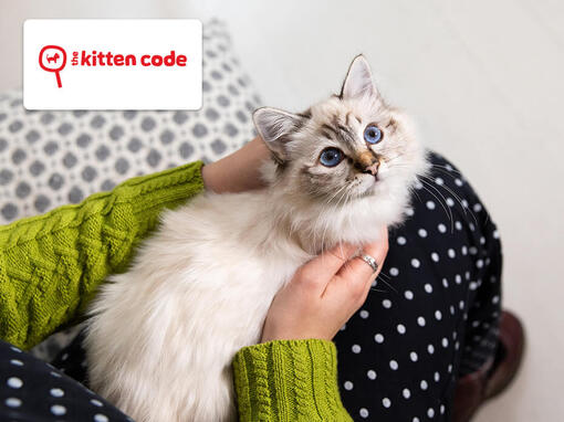 kitten sitting on someone's lap