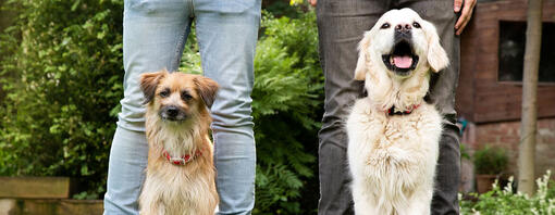 Two dogs sitting on the grass in front of owners.