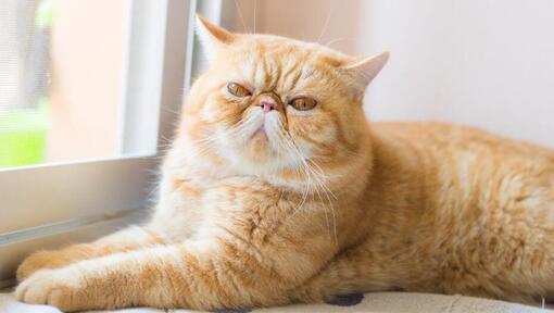 Exotic Shorthair Cat Breed Information | Purina