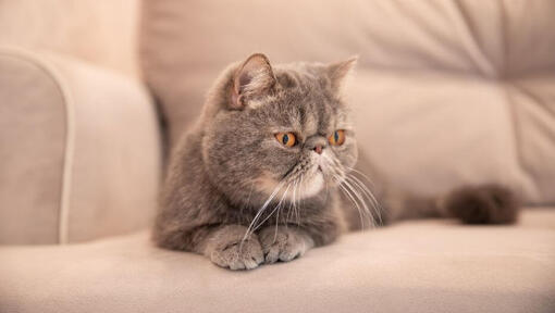Exotic Shorthair is lying on the sofa