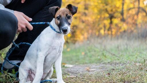 Smooth Coated Fox Terrier with blue collar