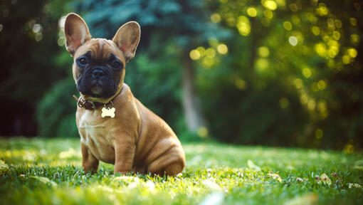 French Bulldog